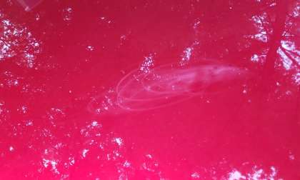 Image of Mazda CX-5 scratched paint by John Goreham