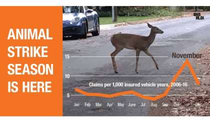 Deer strike season.
