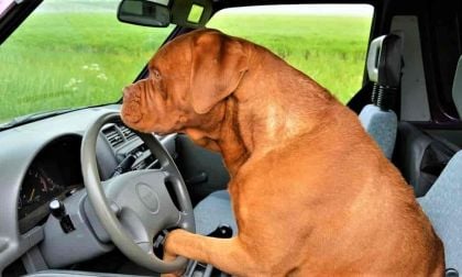 Clueless Car Owners and Thieves