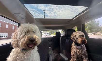 A pair of shaggy dogs look thrilled to be riding in a Kia Sorento Hybrid