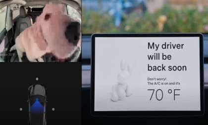 Your Dog is Safe in a Tesla Vehicle With Dog Mode