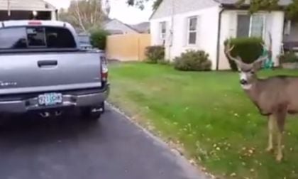 Deer and a 2015 Toyota Tacoma TRD