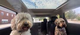 A pair of shaggy dogs look thrilled to be riding in a Kia Sorento Hybrid