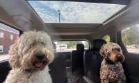 A pair of shaggy dogs look thrilled to be riding in a Kia Sorento Hybrid