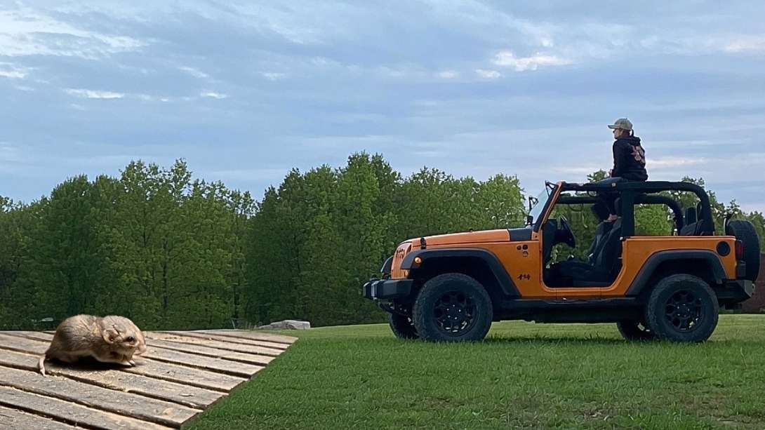 Jeep Wrangler Owner Found Two Mice In His Jeep And Can't Find The Nest
