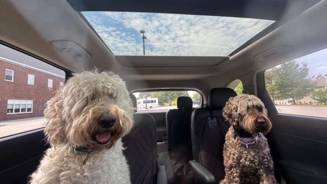A pair of shaggy dogs look thrilled to be riding in a Kia Sorento Hybrid